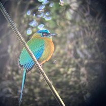 A motmot I saw on a Tropical Birds field trip